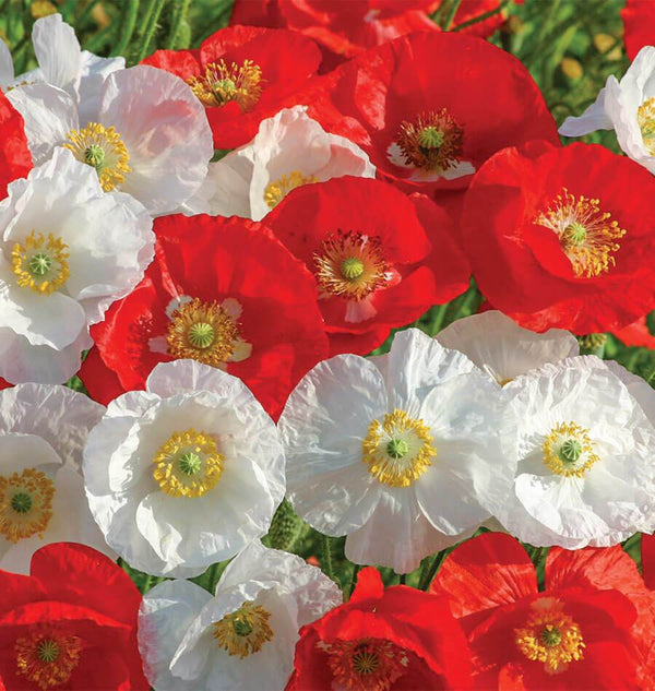 Canada Mix Poppy Seeds