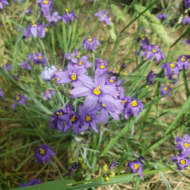 Western Blue-Eyed Grass