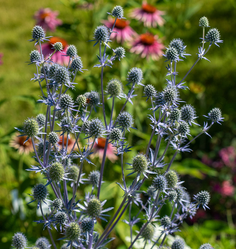planting sea holly seeds Sea Holly Seeds