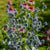 Sea Holly