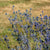 Sea Holly
