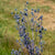 Sea Holly