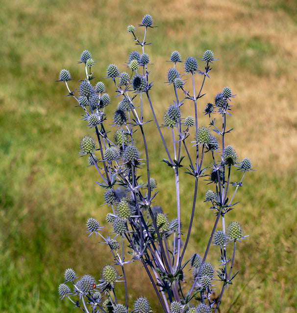 planting sea holly seeds Sea Holly Seeds