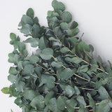 Eucalyptus Seeds