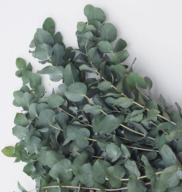 Eucalyptus Seeds