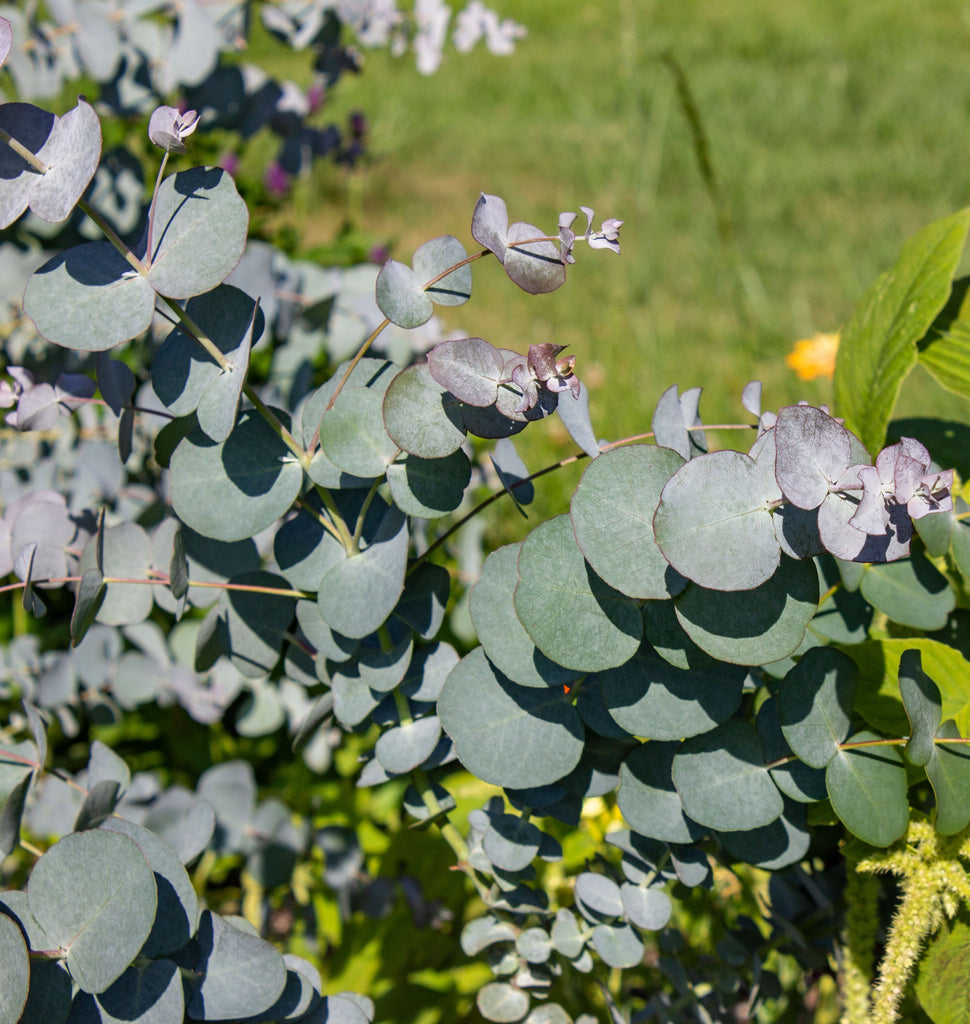 Silver Dollar Eucalyptus Seeds Silver dollar eucalyptus seeds