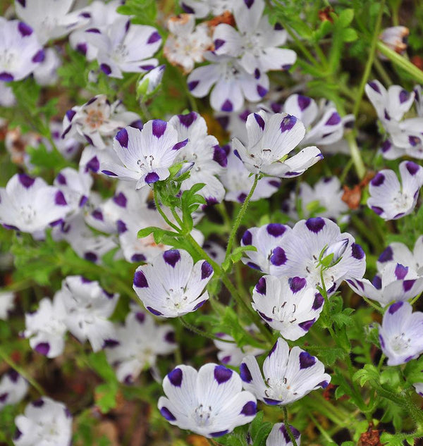 Five Spot Nemophila maculata seeds