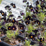 Back to Black Viola Seeds