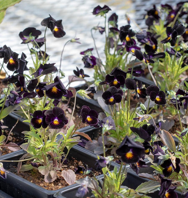 Back to Black Viola Seeds