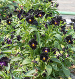 Back to Black Viola Seeds