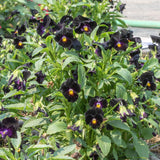 Back to Black Viola Seeds