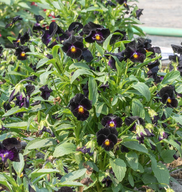 Back to Black Viola Seeds