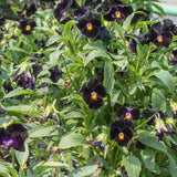 Back to Black Viola Seeds