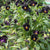 Back to Black Viola Seeds