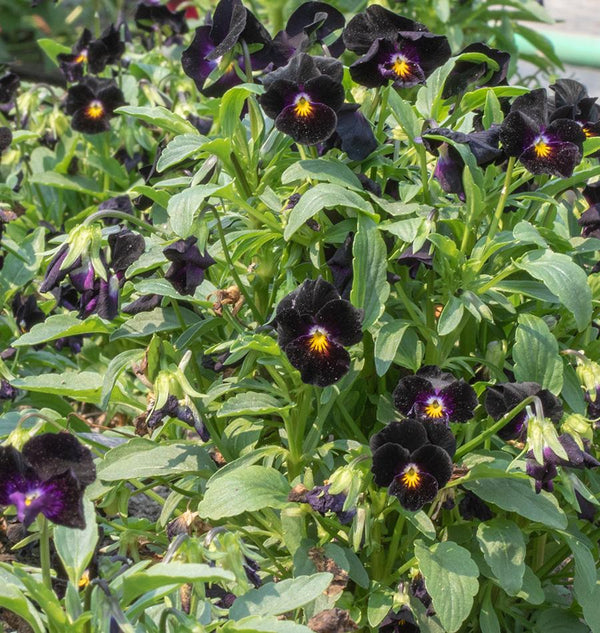 Back to Black Viola Seeds
