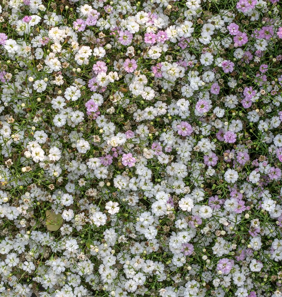 Gypsy White Improved Gypsophila Seeds West Coast Seeds