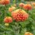 FL1219 Queeny Lime Orange