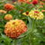 Queeny Lime Orange