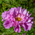 Double Click Rose Bon Bon