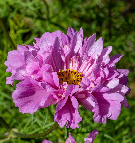 FL2028-Rose-Bonbon-