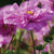 Rose Bon Bon cosmos Seeds FL2028 1