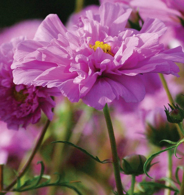 cosmos rose bonbon seeds Double Click Rose Bon Bon