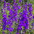 Rocket Larkspur