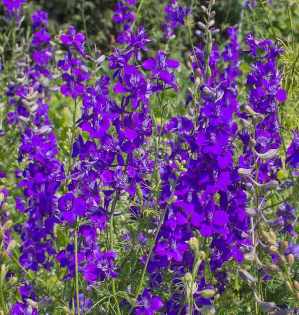 Rocket Larkspur