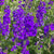 Rocket Larkspur