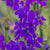 Rocket Larkspur