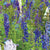 Rocket Larkspur
