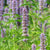 Licorice Mint
