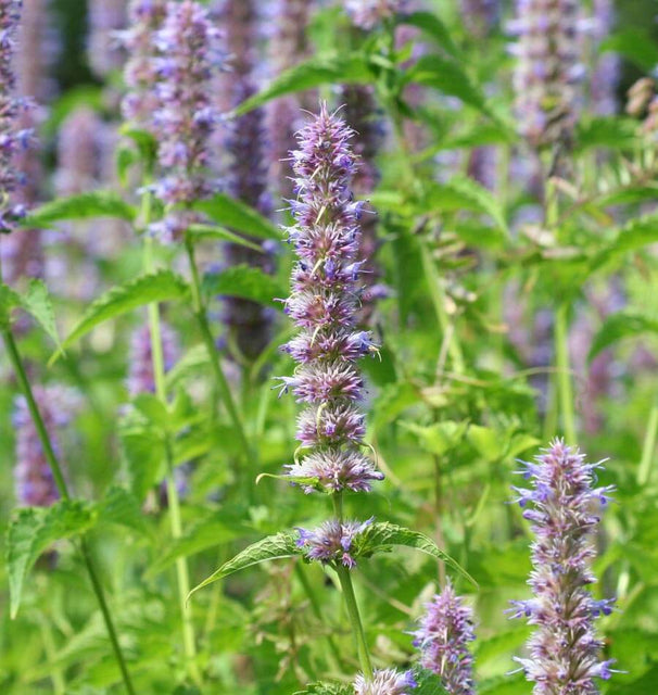 plant with licorice flavoured seeds nyt Licorice Mint Agastache Seeds – West Coast Seeds