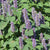Licorice Mint