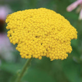 Yarrow in Companion Planting