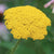 Yarrow in Companion Planting