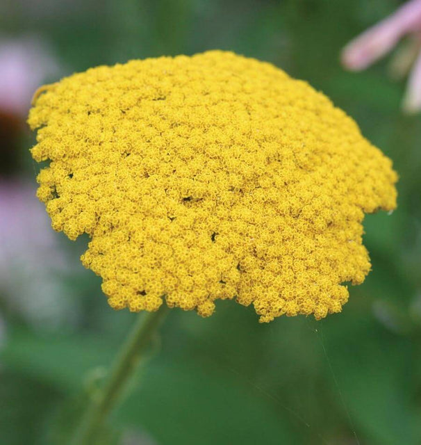 Yarrow in Companion Planting