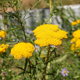 Yarrow