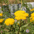 Yarrow