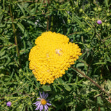 Yarrow