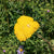 Yarrow