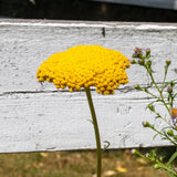 Yarrow
