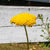 Yarrow