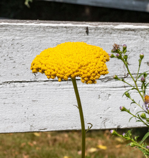 Yarrow
