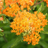 Butterfly Bush