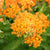 Butterfly Bush