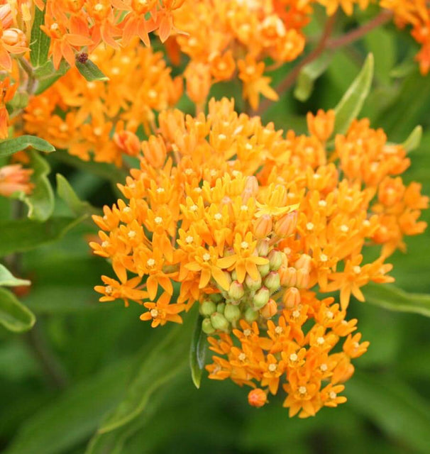 Butterfly Bush