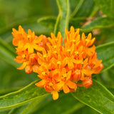 Butterfly Bush