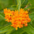 Butterfly Bush