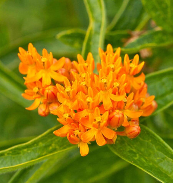 Butterfly Bush